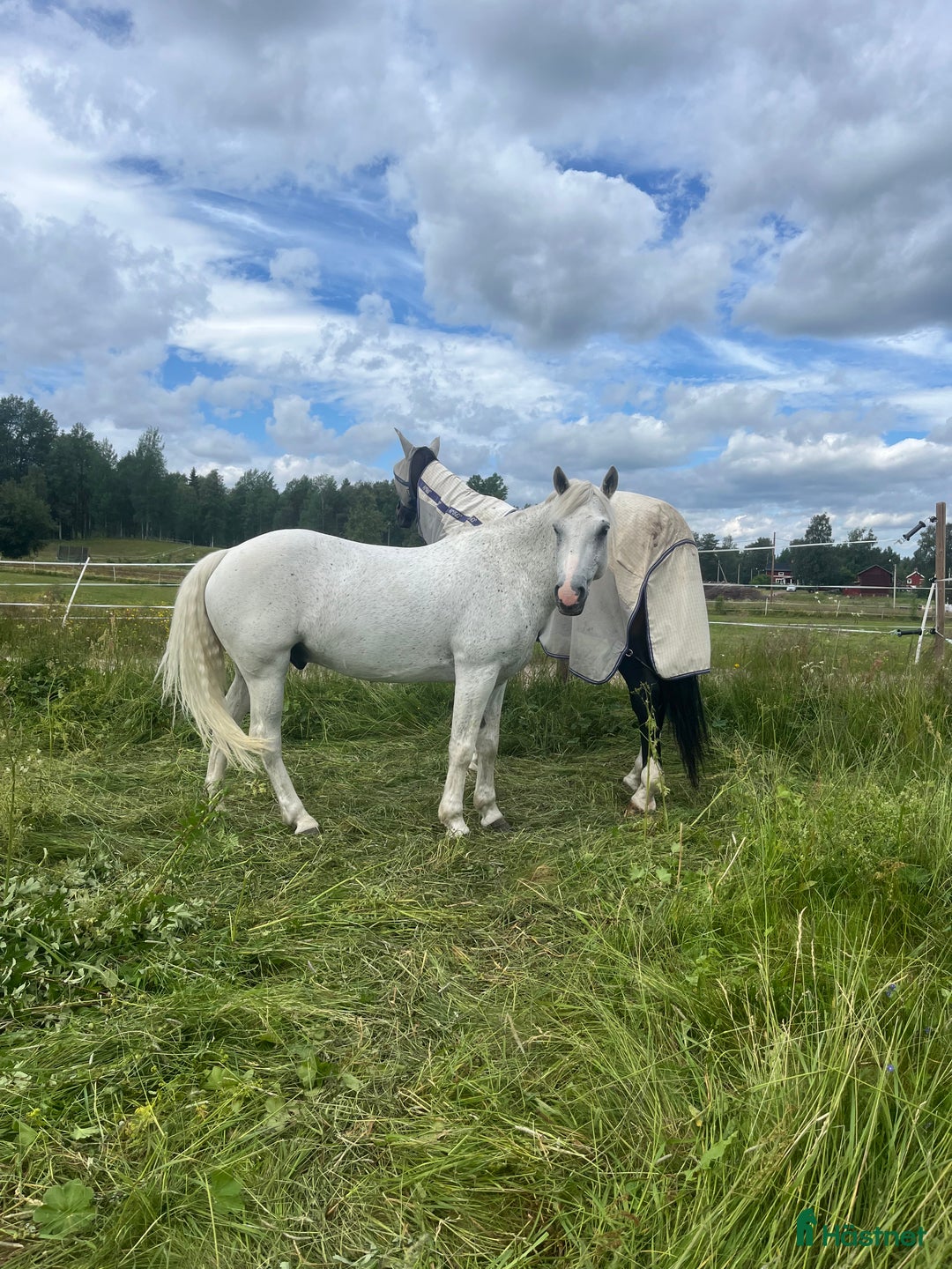  foderhäst finnes: Heltidsfodervärd sökes  i Sollentuna - Bild 2