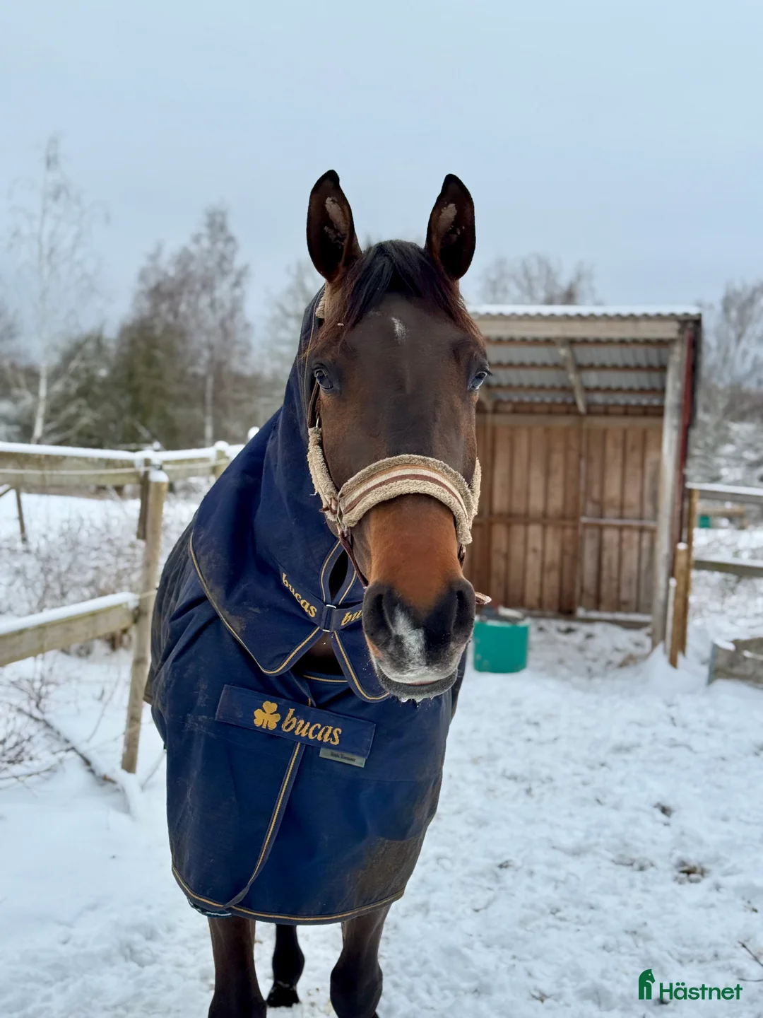 Hoppning hästar till salu: Trevlig valack - Annons 4