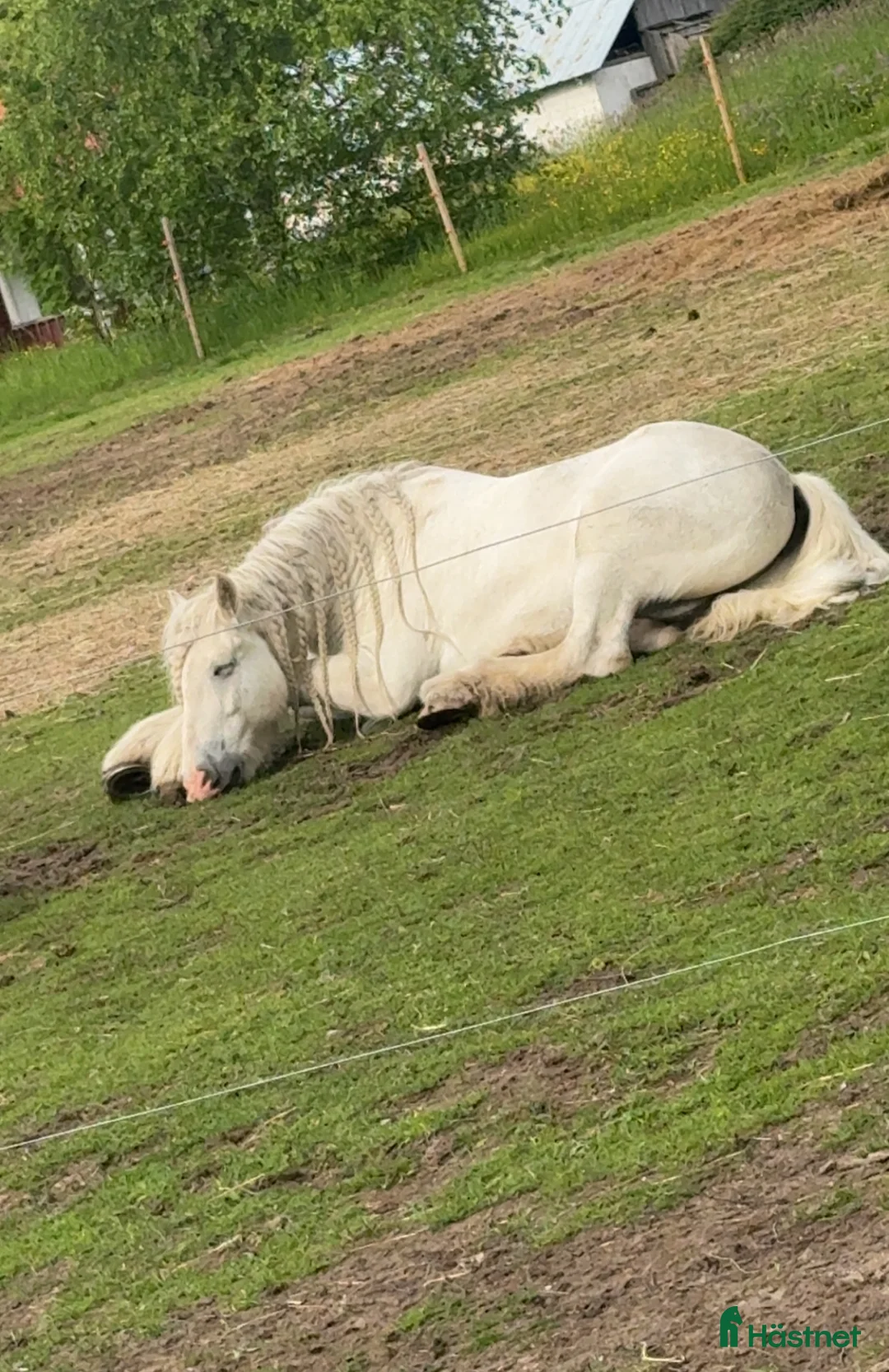 Allround hästar till salu: Vitt prins - Annons 9