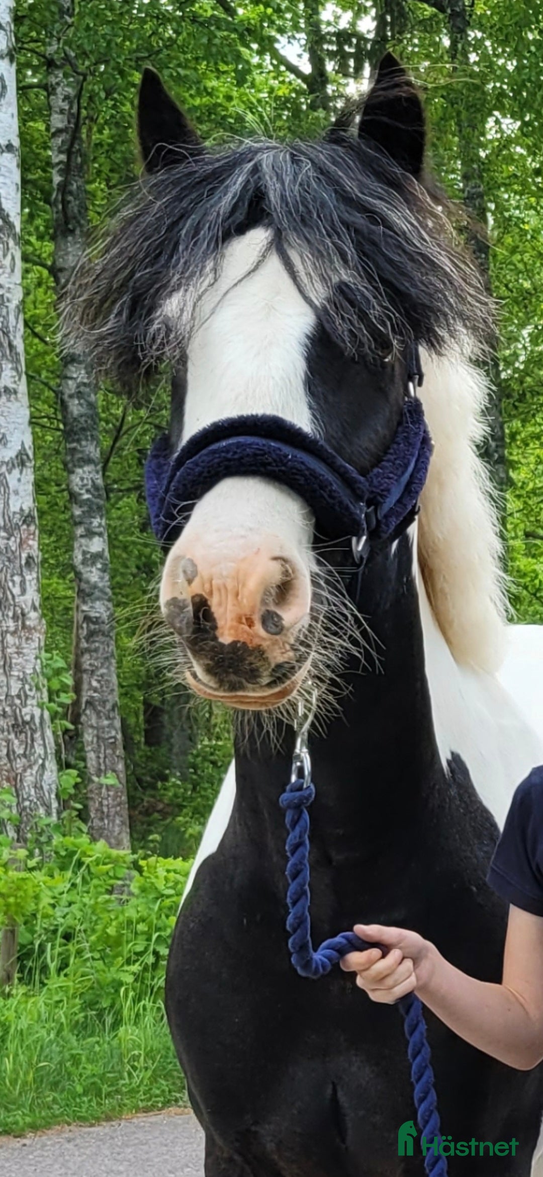  hästar Avel/Sällskap/Lättare ridning i Nybro - Annons 3