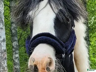 hästar Avel/Sällskap/Lättare ridning i Nybro - Annons 4