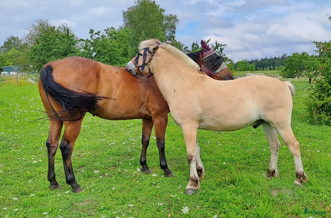  stallplats finnes: Stallplats Box ledig, Ekerö kommun i Skå - Annons 1