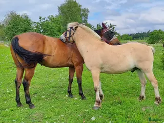 stallplats Stallplats Box ledig, Ekerö kommun, Skå - Annons 4