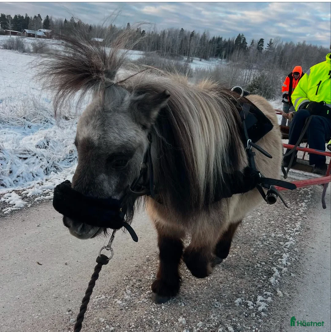 Allround hästar till salu: Shettispar säljes ihop för priset av en!  - Annons 4