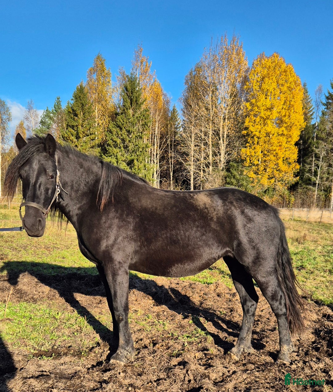 Allround hästar till salu: Kolsvart skönhet i Bjuråker - Annons 3