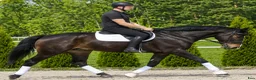 Allround hästar till salu: Premium Allrounder- dressage, driving, jumping - Annons 4