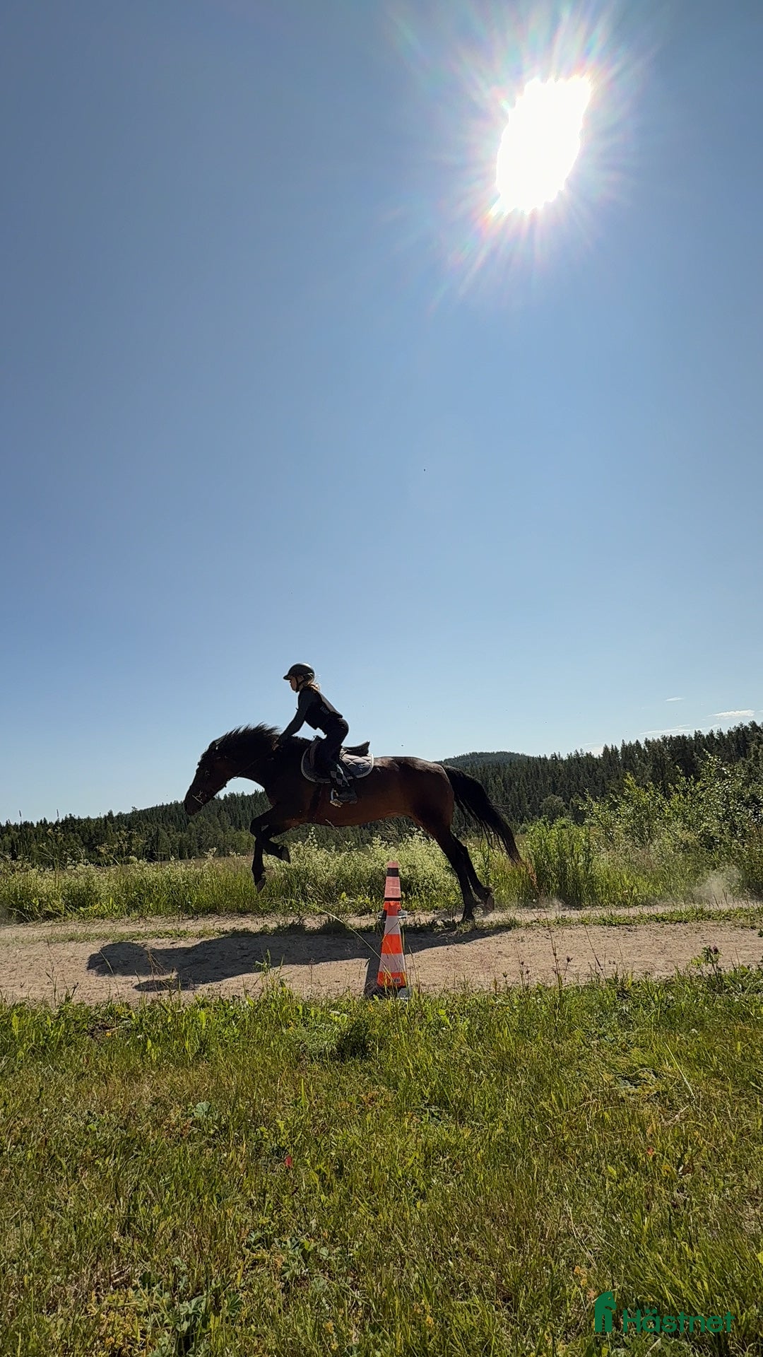 Allround hästar till salu: Fantastisk läromästare & bästa vän.  i Ljusdal - Annons 4