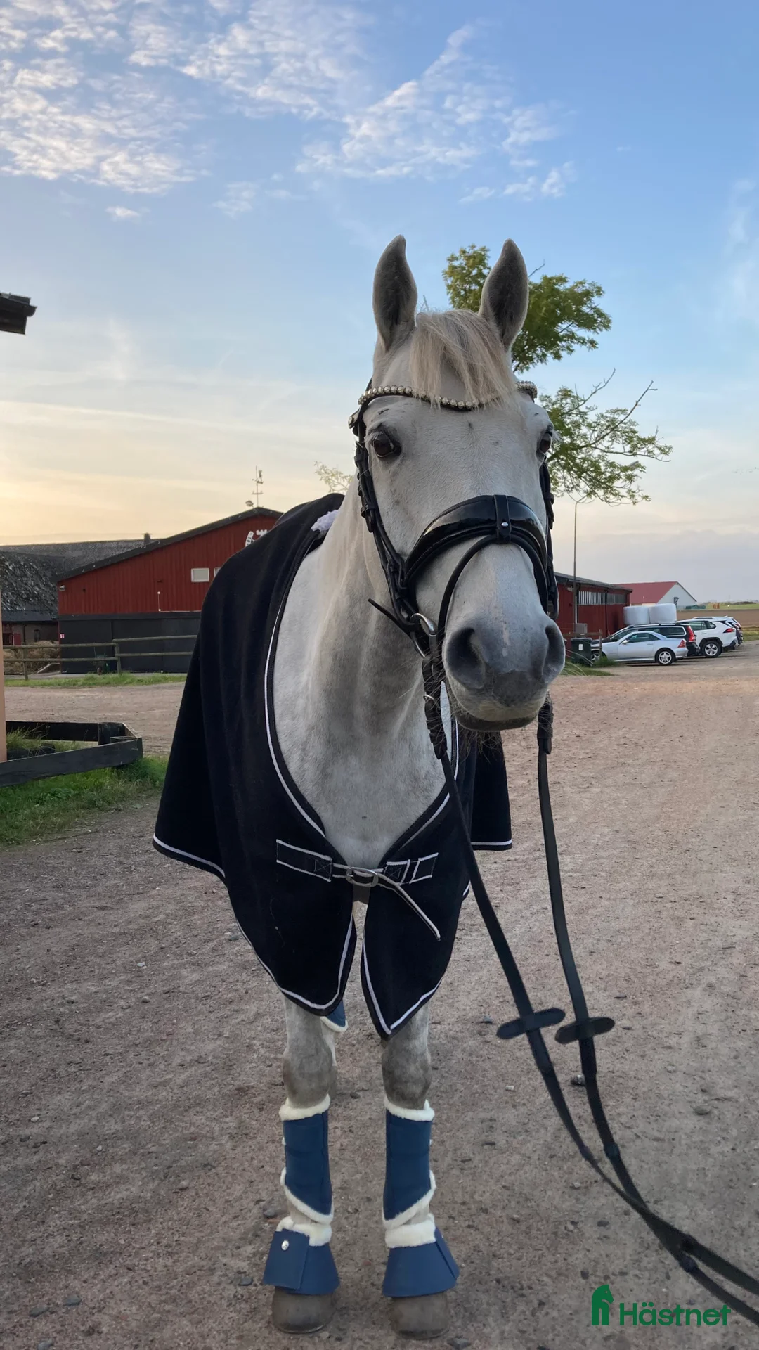 Dressyr hästar till salu: Dubbeltalang med utstrålning - Annons 9