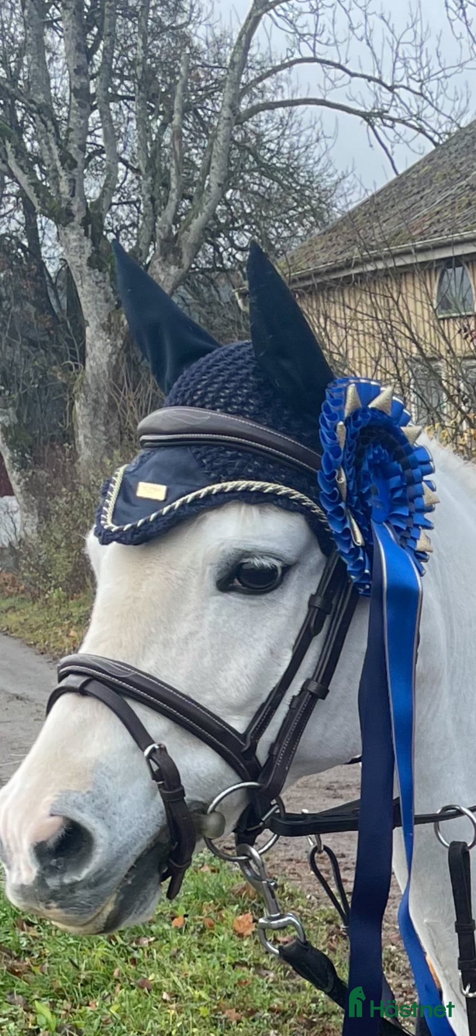  hästar Allround ponny med kvalitet och välriden. - Annons 1