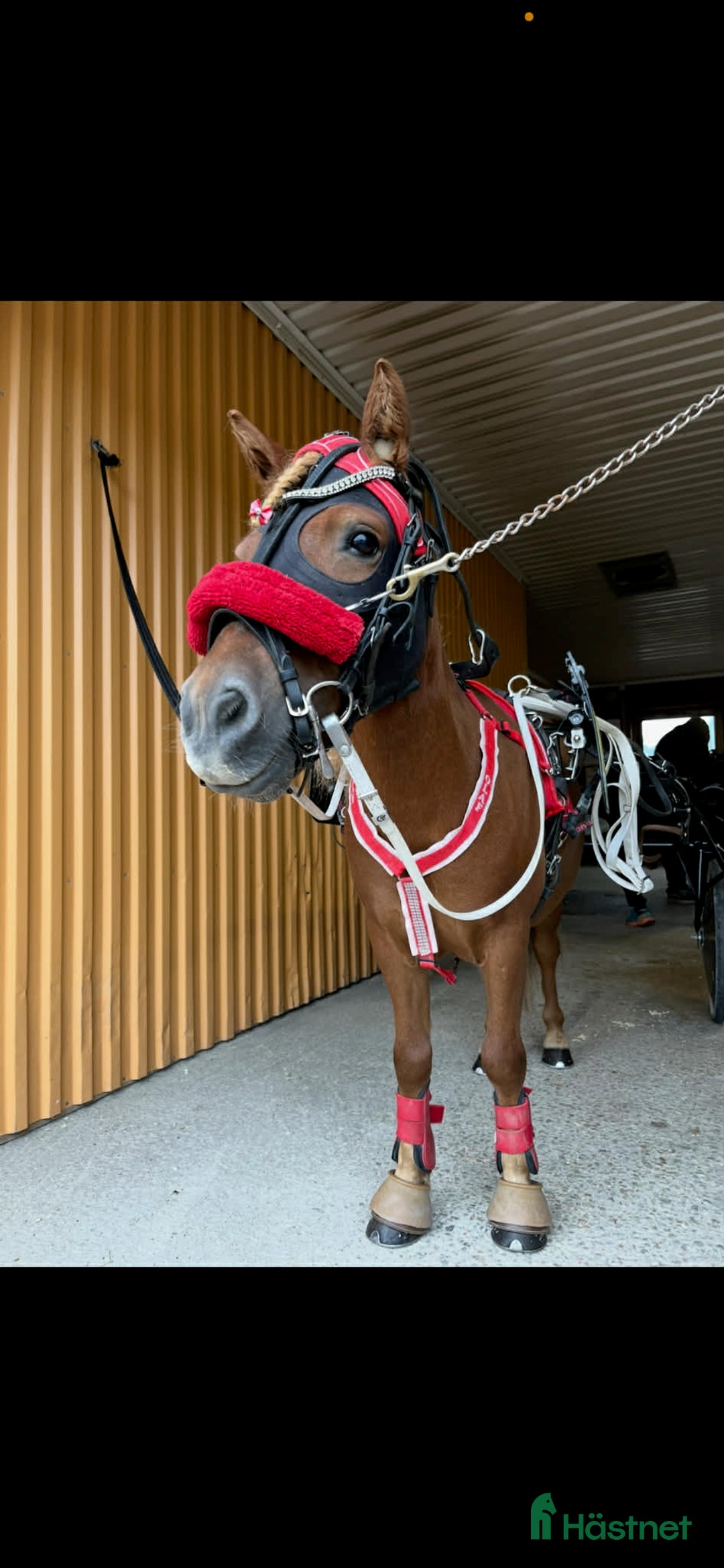 Trav hästar till salu: Olaf - fartfylld och charmig ponnytravare i Östersund - Annons 7