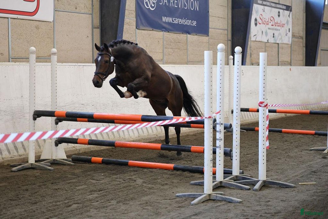 Hoppning hästar till salu: Charmig 4-årig ridponny valack i Skara - Annons 5