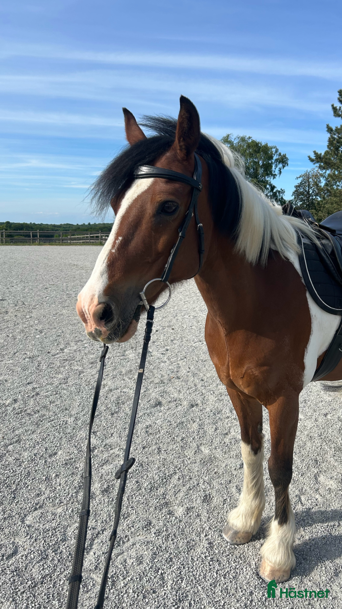 Allround hästar till salu: Världens snällaste ponny söker nytt hem🌸 - Annons 3