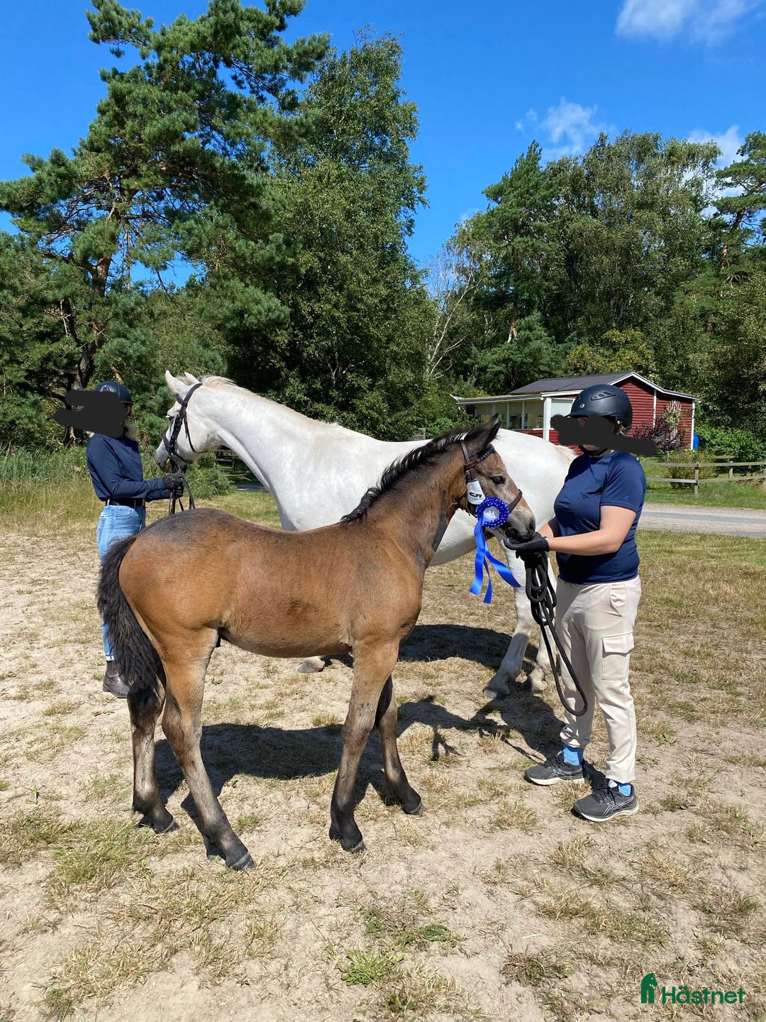 Allround hästar till salu: Vacker Connemara-hingst föd 2024 - Annons 3
