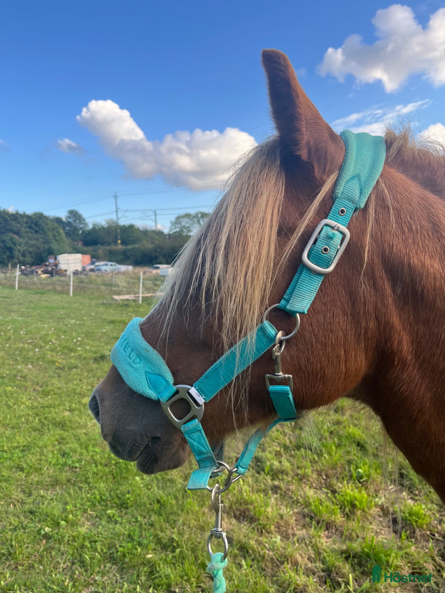  hästar En blivande stjärna 🌟 - Annons 5