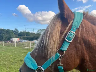 hästar En blivande stjärna 🌟 - Annons 5