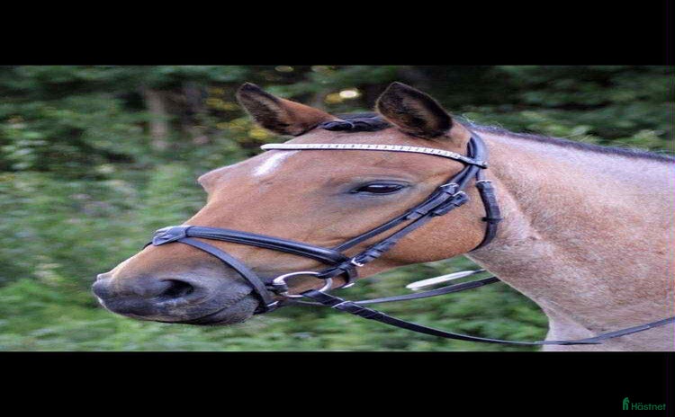  hästar i Lidköping - Annons 11