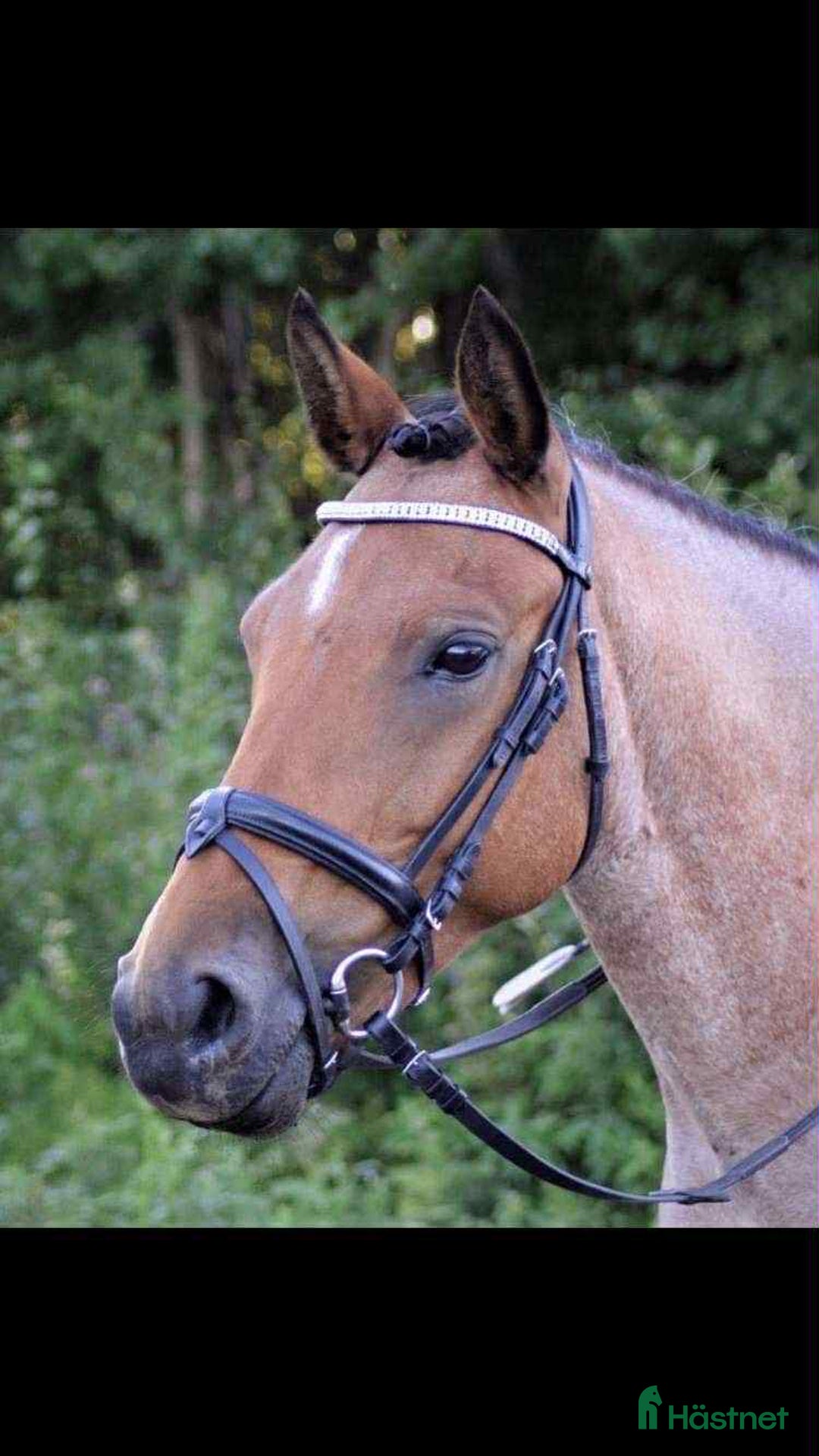 Allround hästar till salu: Fantastisk ponny  i Lidköping - Annons 1