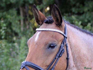 Allround hästar till salu: Fantastisk ponny i Lidköping - Annons 2