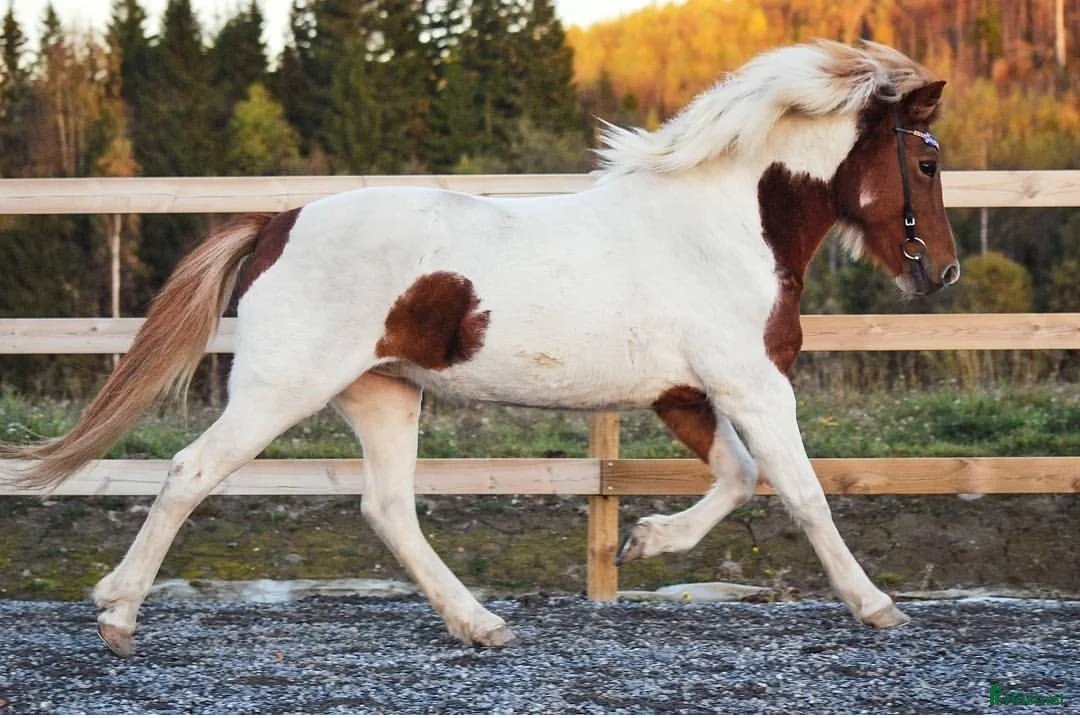 Island hästar till salu: Islandshästar söker fodervärd i Bjästa - Annons 2