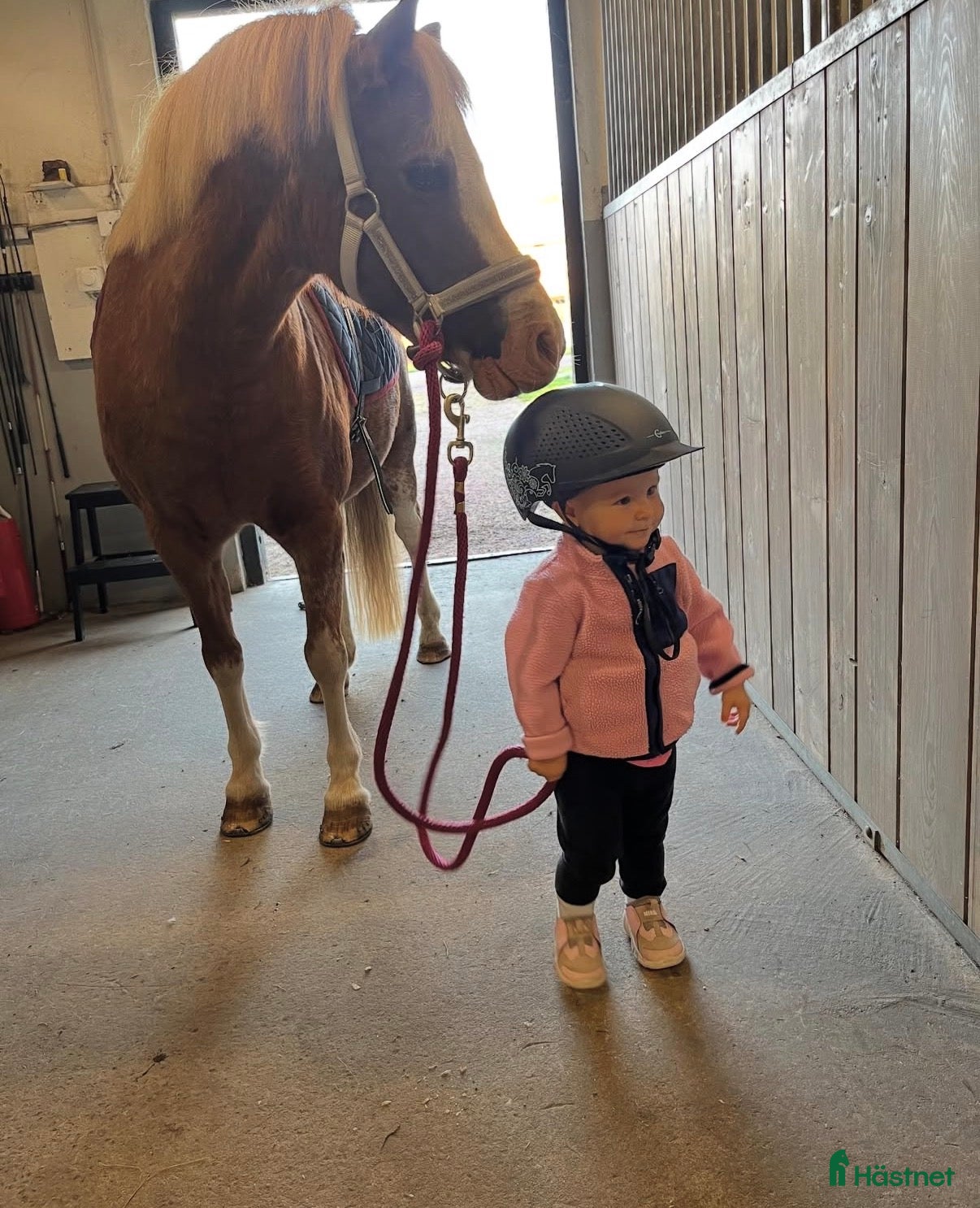  hästar Läromästare för den minsta ryttaren i Månsarp - Annons 2