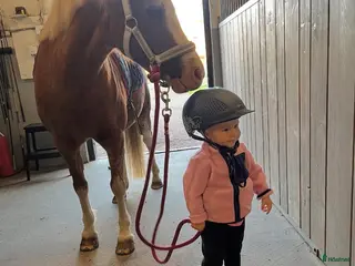 hästar Läromästare för den minsta ryttaren i Månsarp - Annons 2