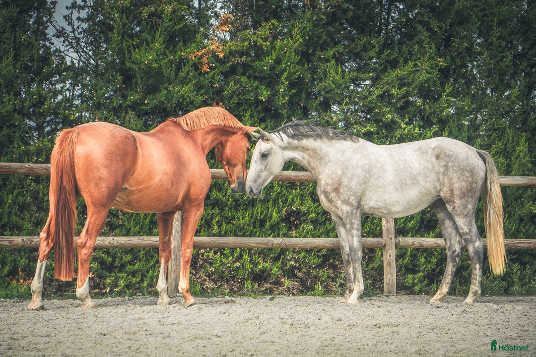 Dressyr hästar till salu: SWB-sto dräktig med Kjento i Lund - Bild 4