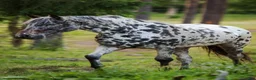 Allround hästar till salu: Vackert sto - Annons 15