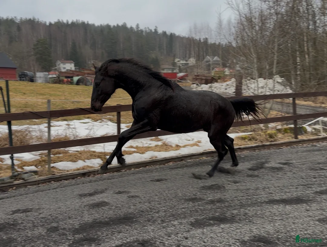 Dressyr hästar till salu: Ukomplisert 3års vallak.  - Annons 4