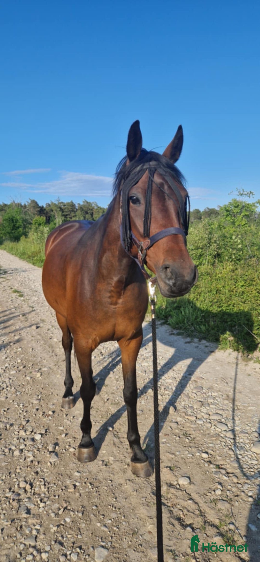 Trav hästar till salu: För trav/monte eller avel eller ridhäst i Havdhem - Annons 7