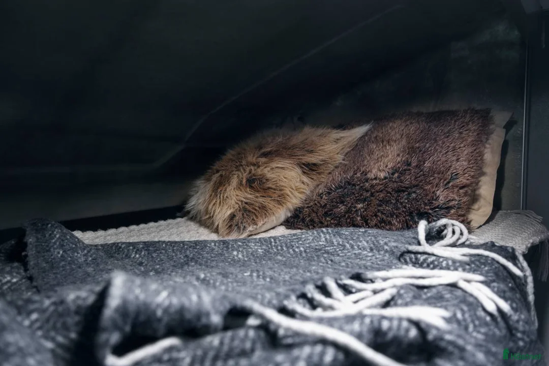 Hästlastbilar  fordon & transport till salu: Clear Round C1 (WRA27G)LASTVIKT: 1 670kg i Täby - Annons 5