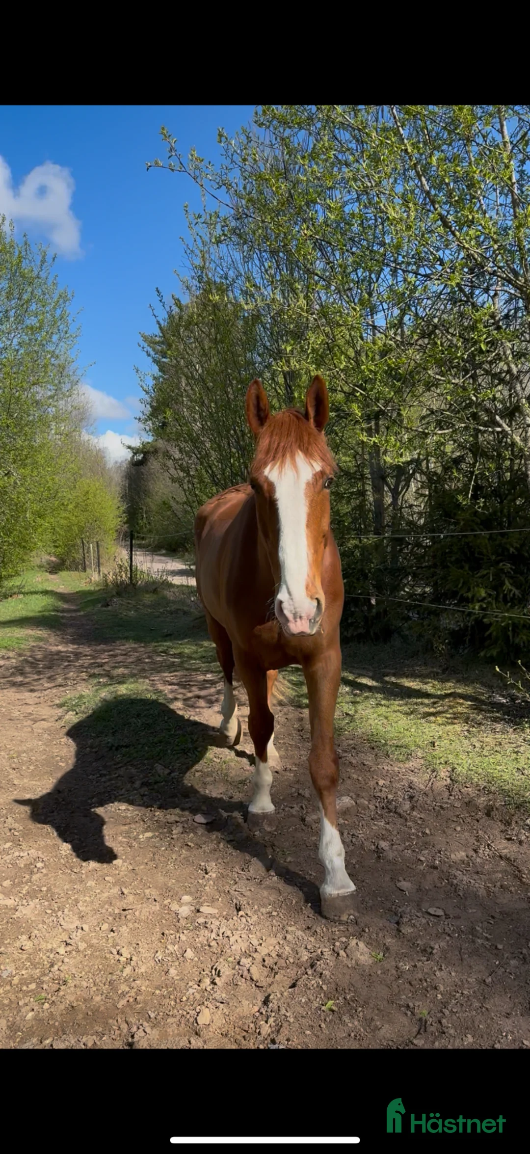Allround hästar till salu: Trygg och trevlig allroundhäst med potential - Annons 2
