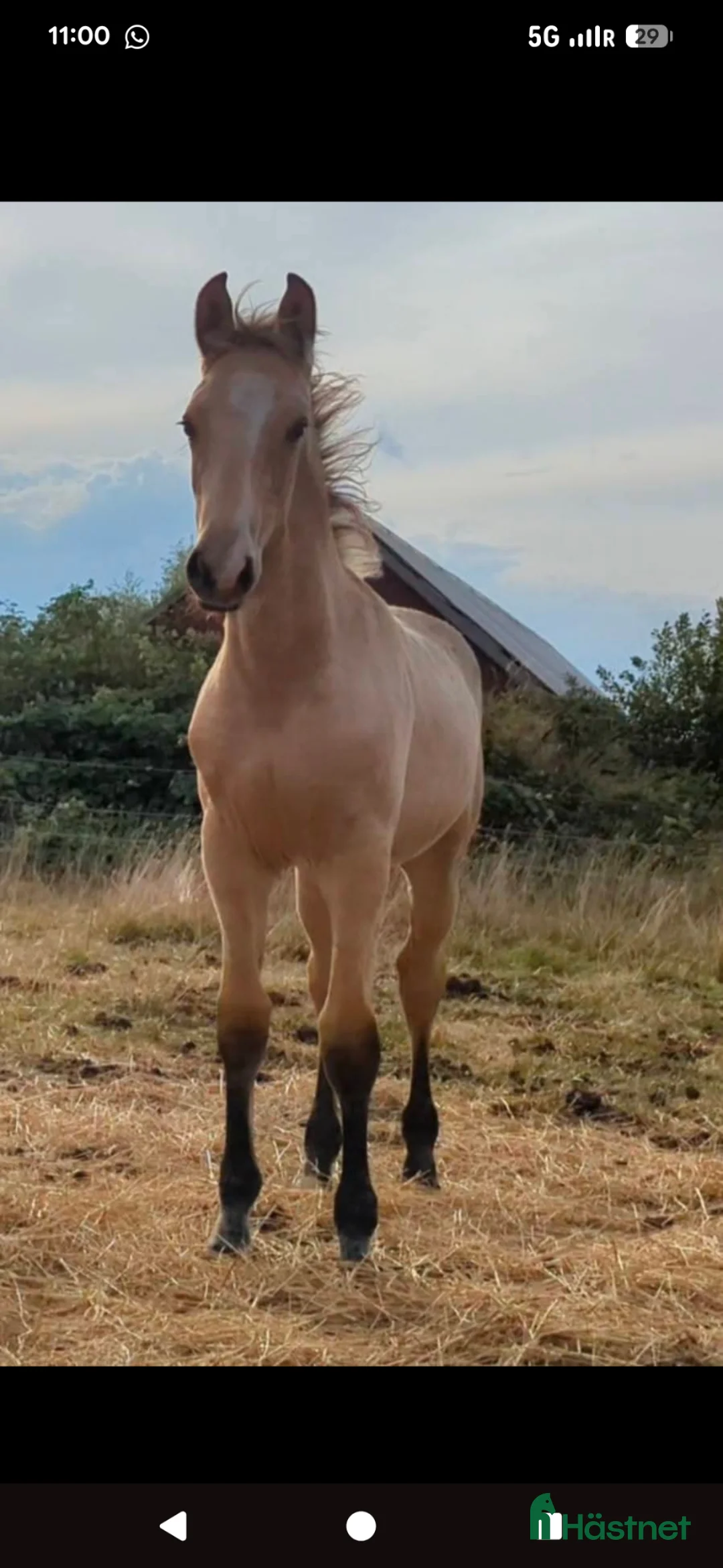 Allround hästar till salu: Ljuvligt gulbrunt frederiksborgersto - Annons 1