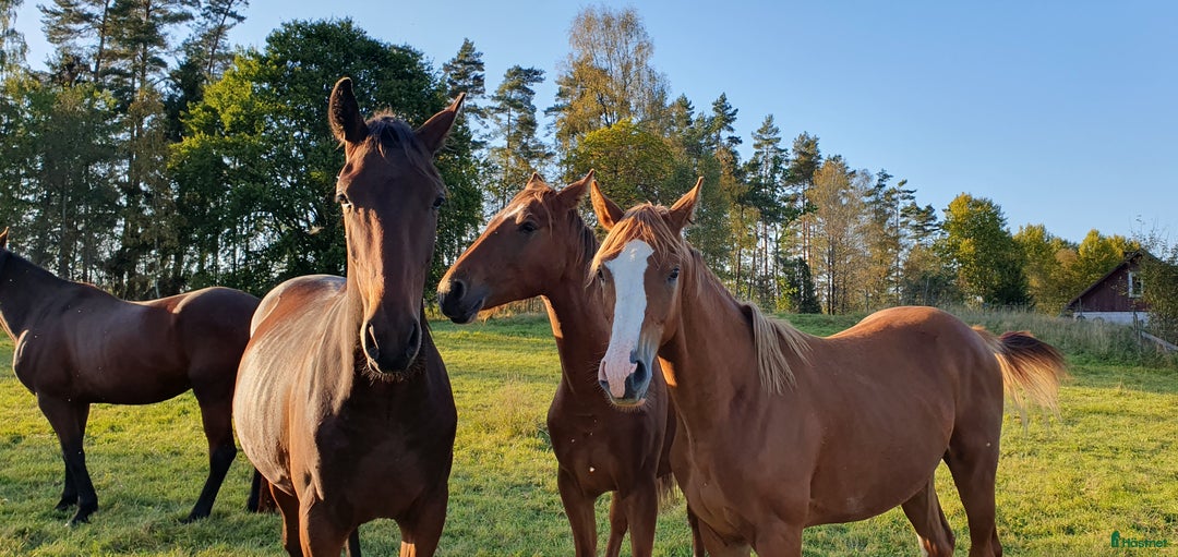 Hoppning hästar till salu: Tvååringar för hopp & fälttävlan i Lammhult - Annons 1