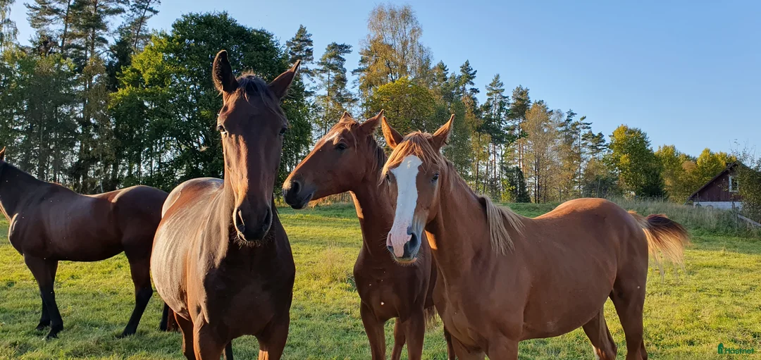 Hoppning hästar till salu:  Treåringar för hopp & fälttävlan - Annons 1