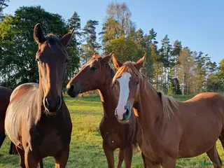 hästar Treåringar för hopp & fälttävlan - Annons 4