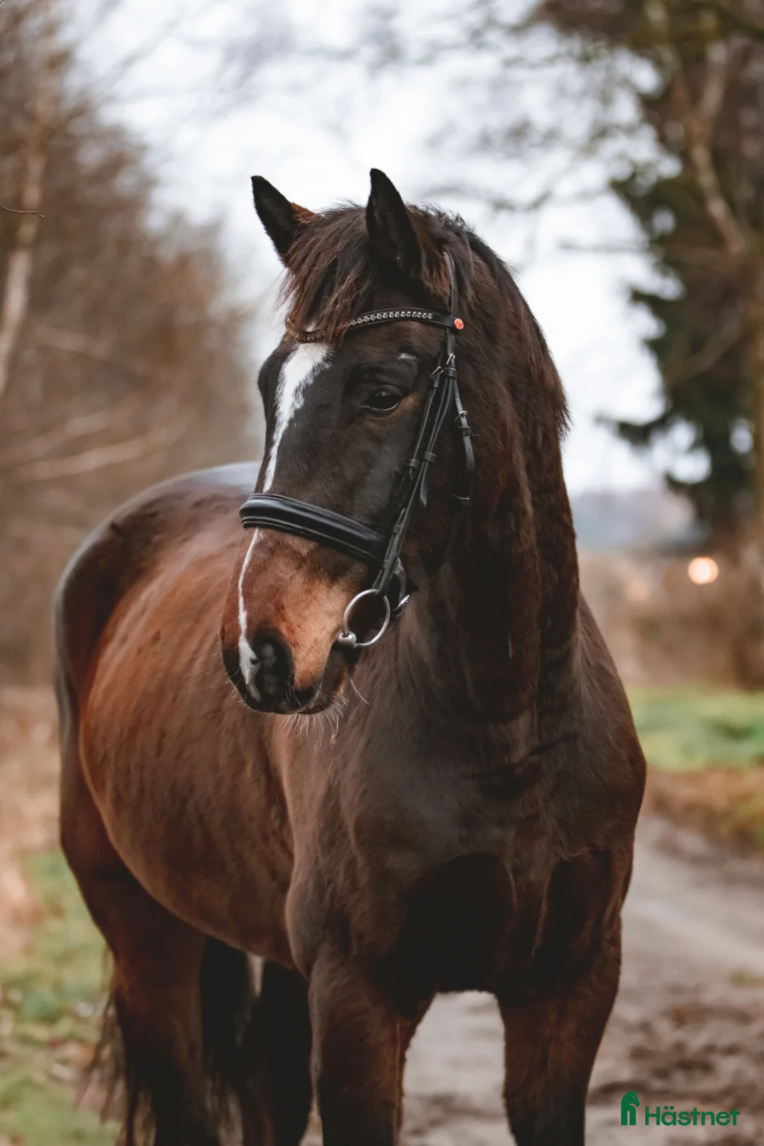 Dressyr hästar till salu: Vi säljer en häst som är uppfödd i Lettland. i Sorunda - Annons 2