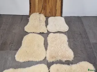 Benskydd hästutrustning Fårskinn inlägg till benskydd i Vassmolösa - Annons 11