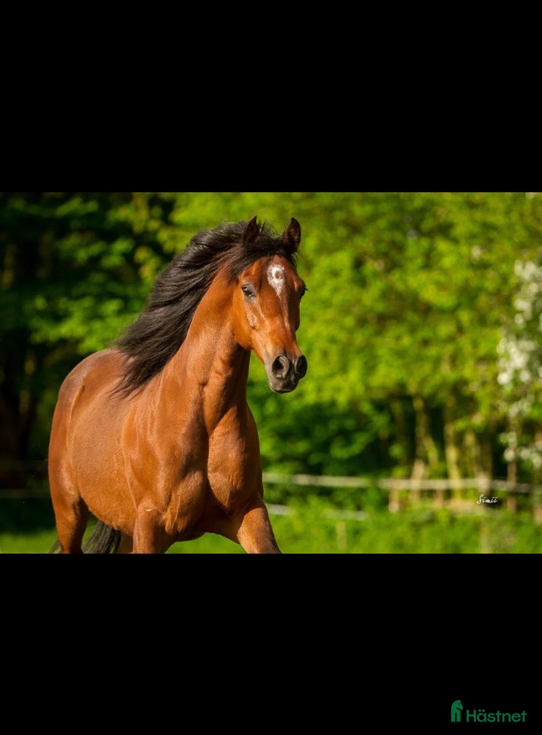 Allround hästar till salu: Supersnälla Tulle söker ett sista hem - Annons 3