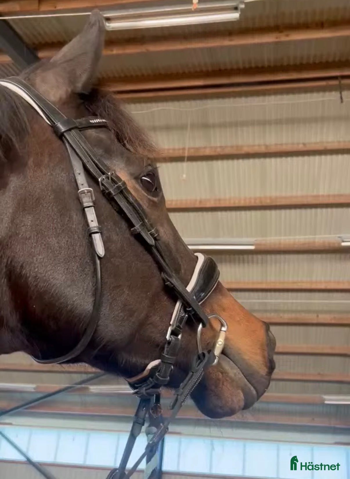 Träns hästutrustning Snyggt dressyrträns - Annons 8