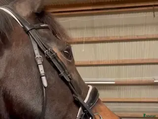 Träns hästutrustning Snyggt dressyrträns - Annons 8