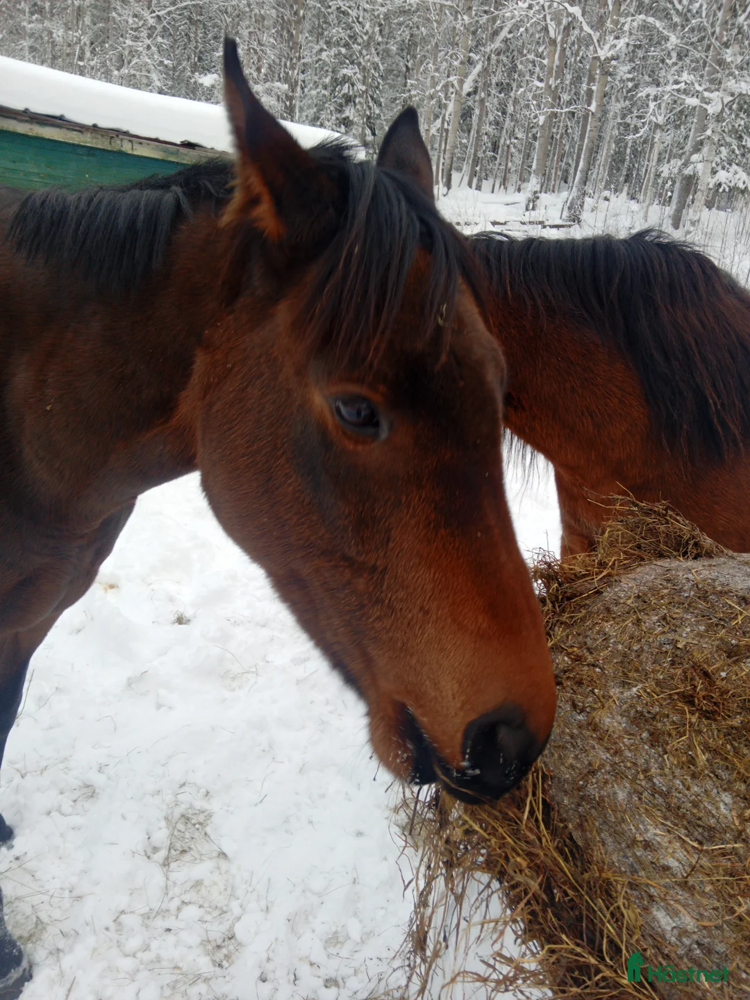 Galleribild {{count}}