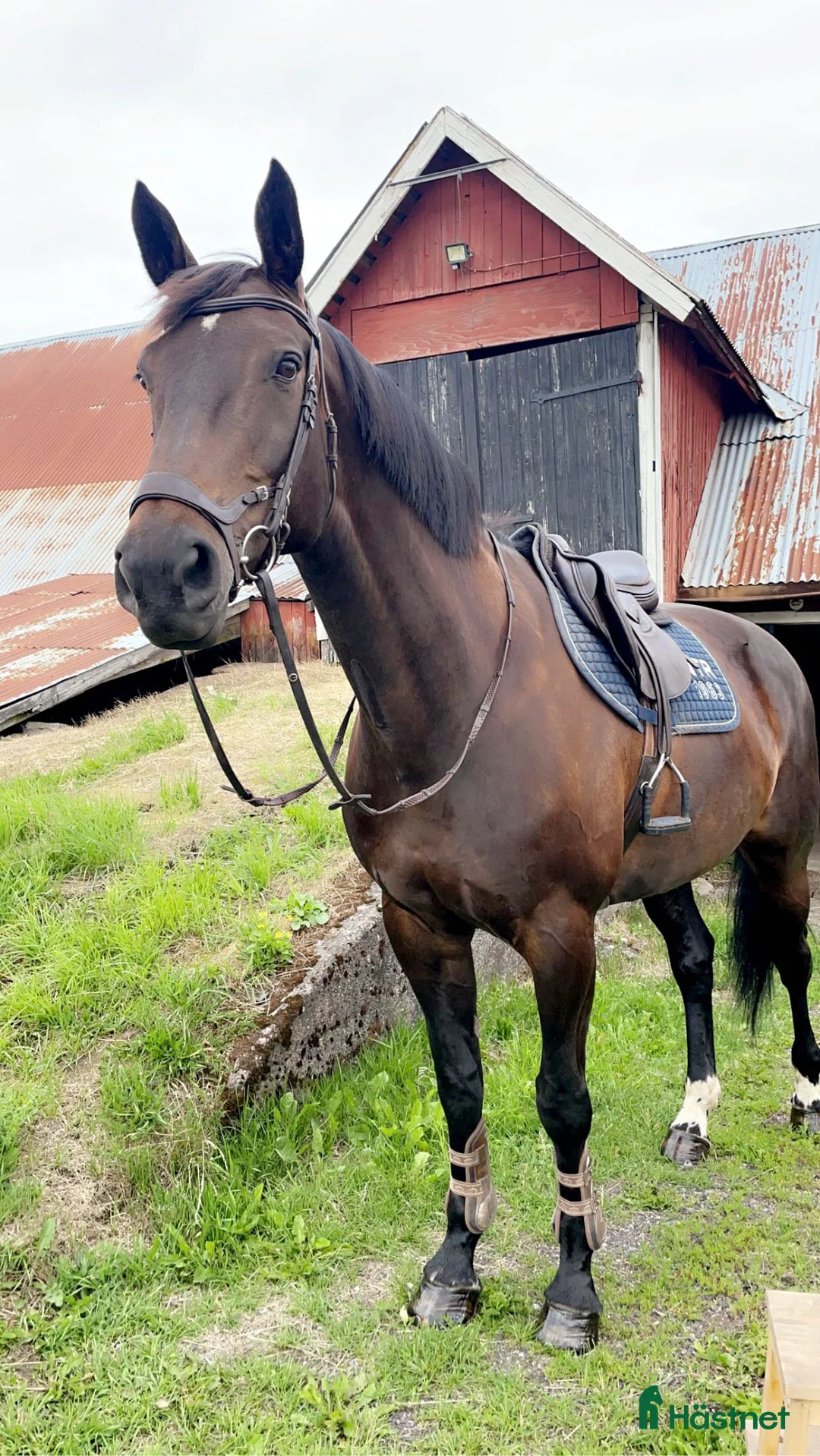 Allround hästar till salu: Pålitlig bästa vän  i Månsarp - Annons 1