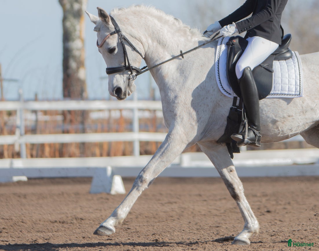  hästar Dressyrhäst sökes till junior - Annons 2