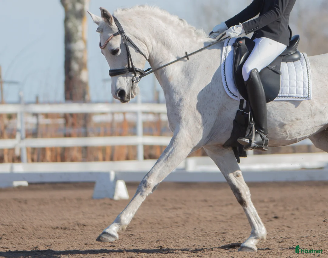 Dressyr hästar sökes: Dressyrhäst sökes till junior - Annons 1