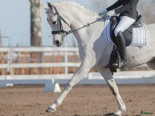 hästar Dressyrhäst sökes till junior - Annons 2