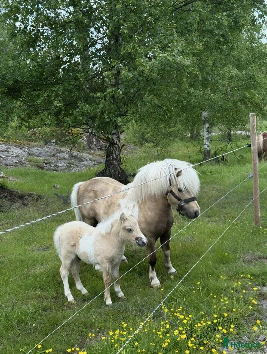 Allround hästar till salu: Charmig kille - Annons 4