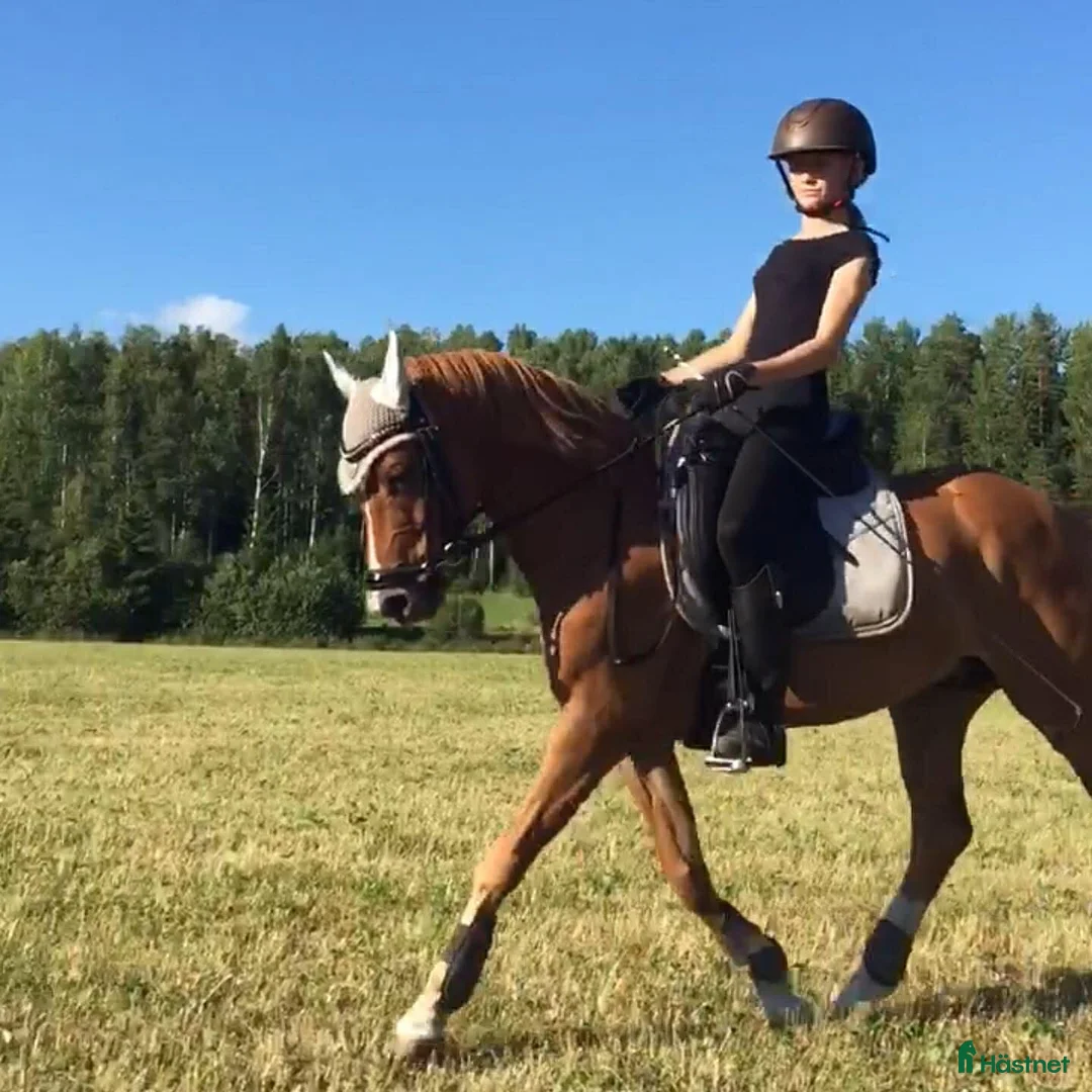 Dressyr hästar till salu: Sveriges absolut vackraste ponnyprins! i Grums - Annons 2