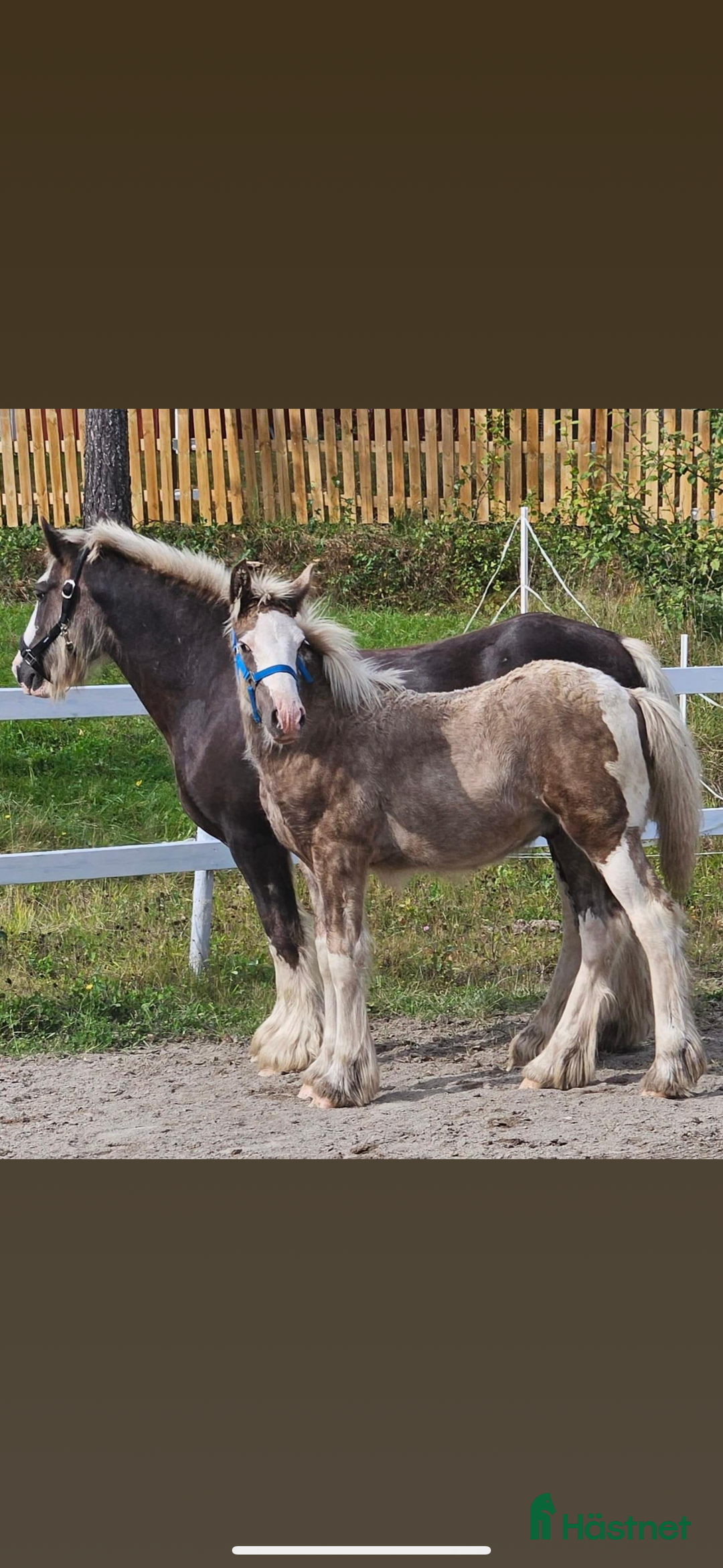 Övrigt hästar till salu: Hingst  i Fliseryd - Annons 3