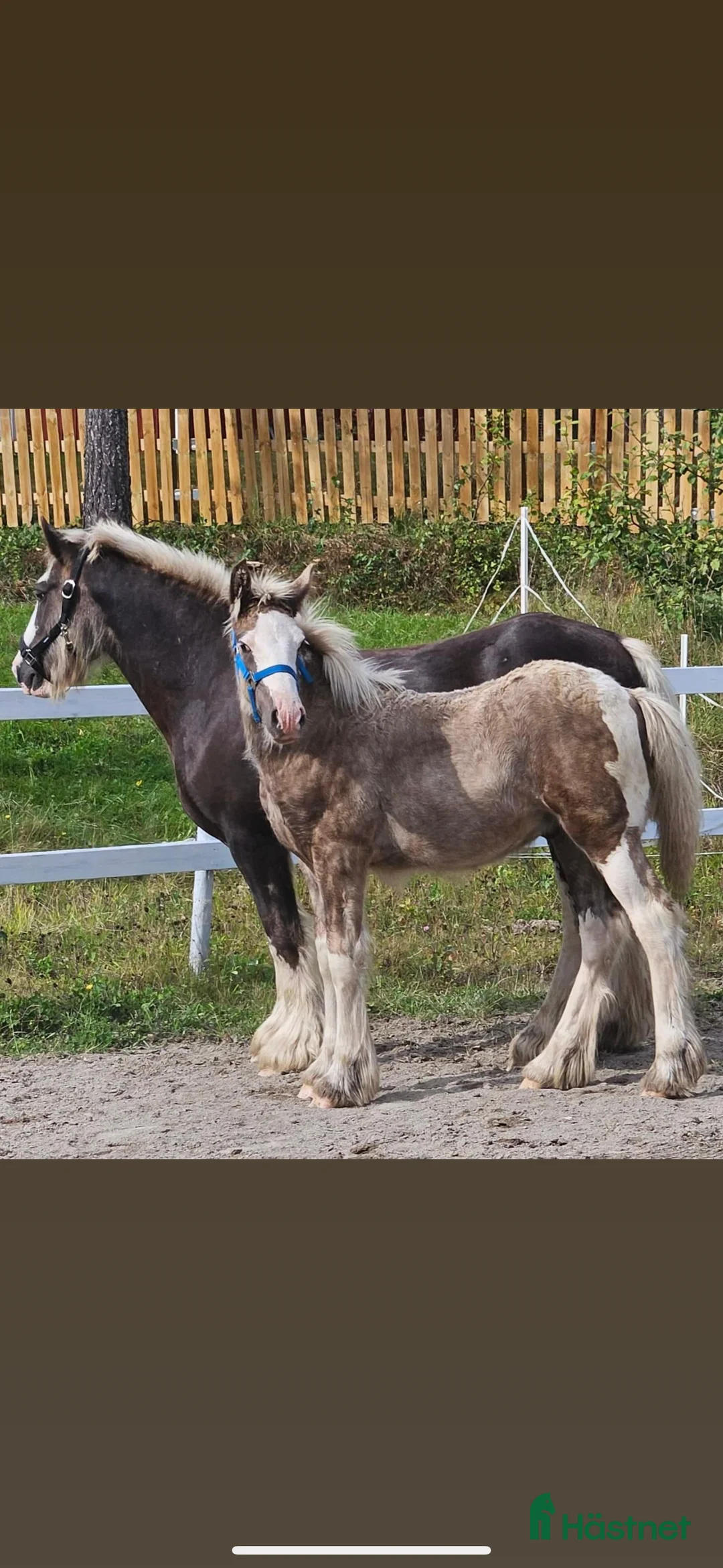 Övrigt hästar till salu: Hingst  i Fliseryd - Annons 3