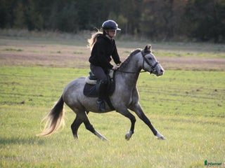 hästar Welsh ponny i Lidköping - Annons 19